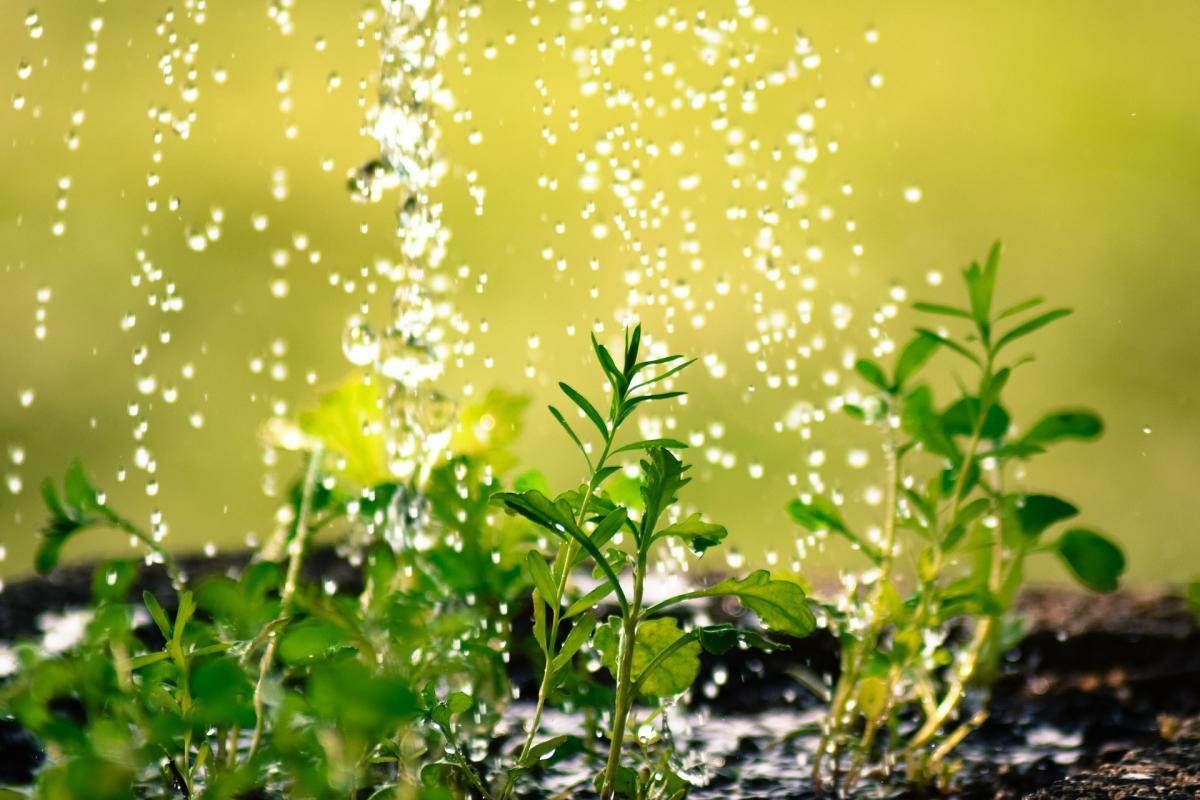 Regenwasser für die Gartenbewässerung